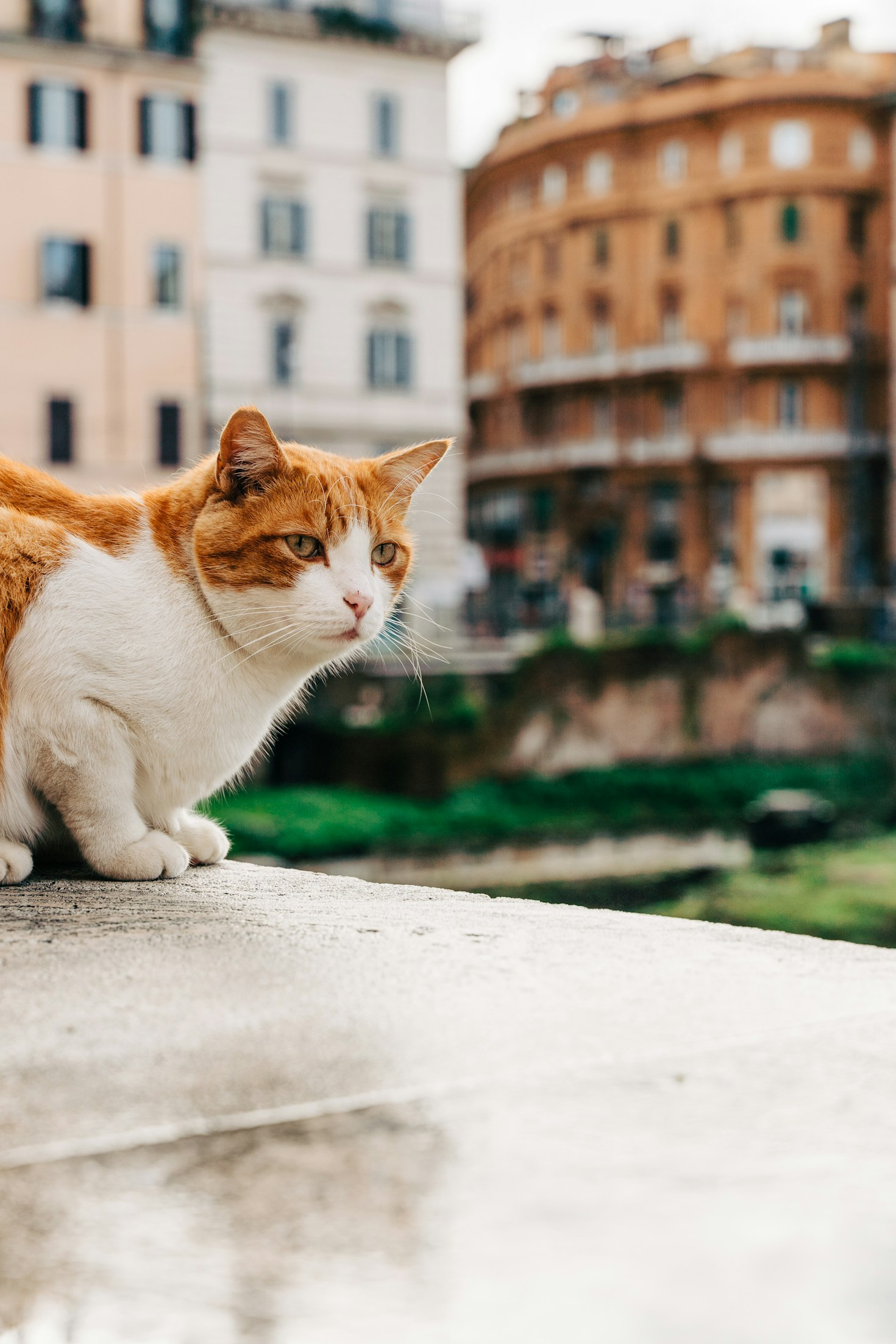 Steps to Create a Sustainable Cat Sanctuary