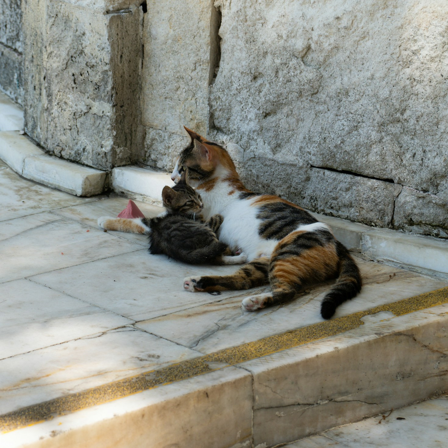 How to Advocate for Vulnerable Cats in Your Community
