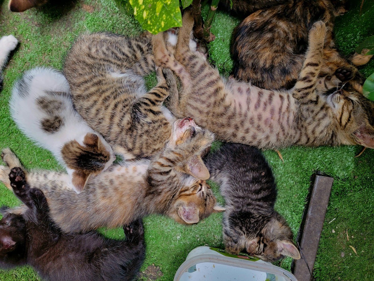 Educational Programs to Promote Cat Welfare