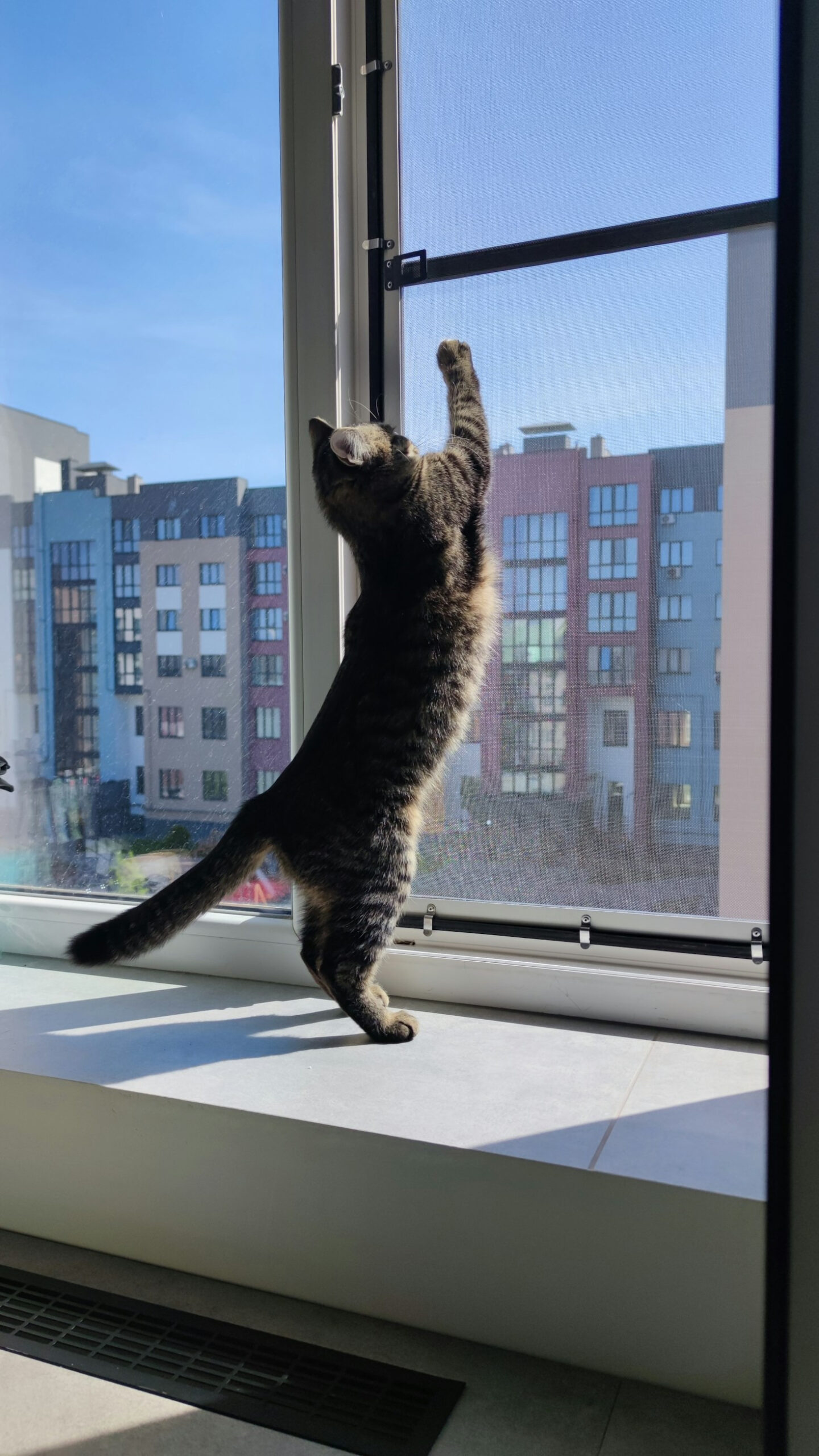 The Journey to Building a Permanent Cat Refuge